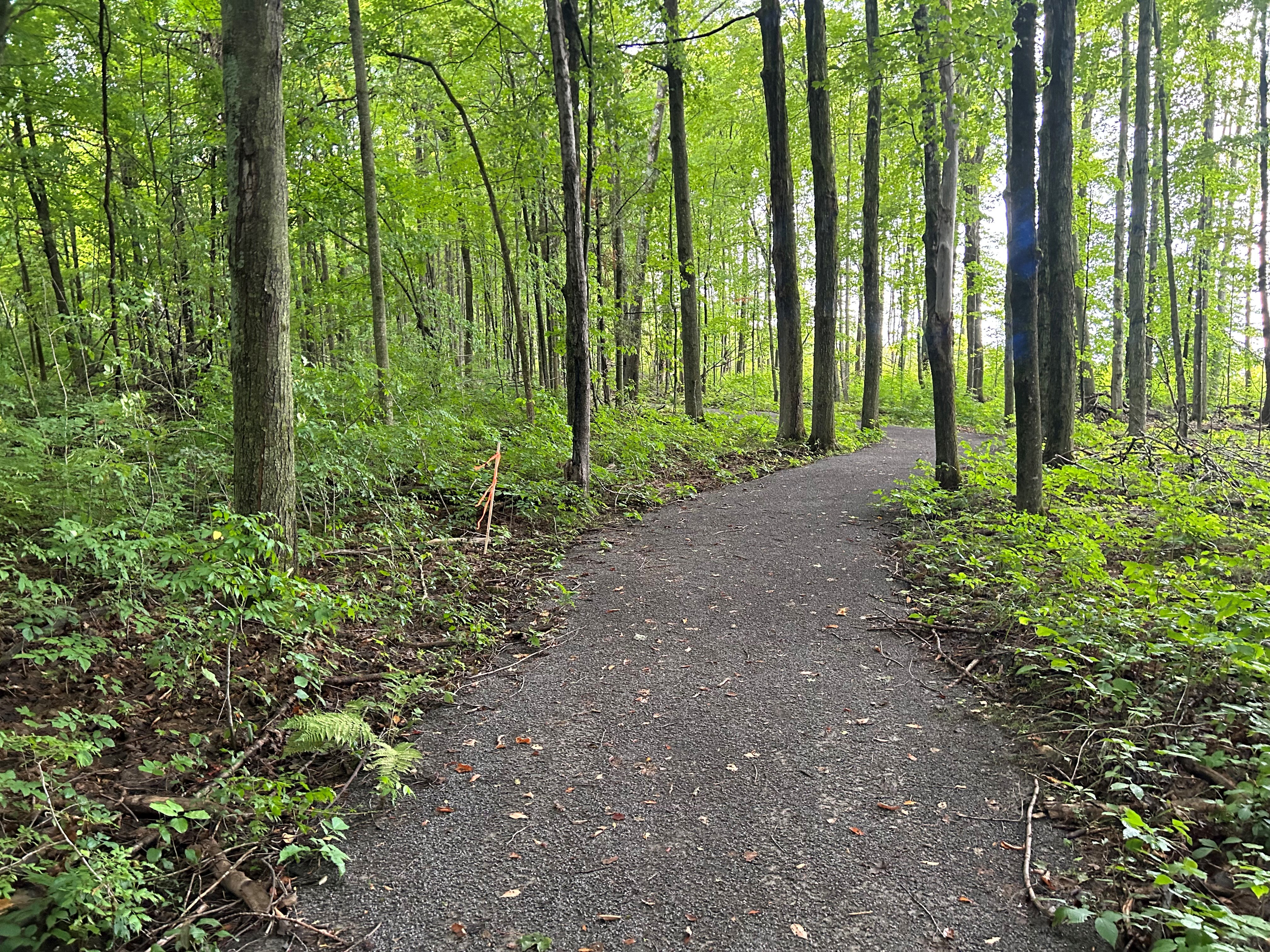 Forest with a path 