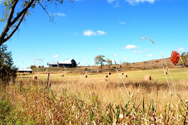 Hayfield